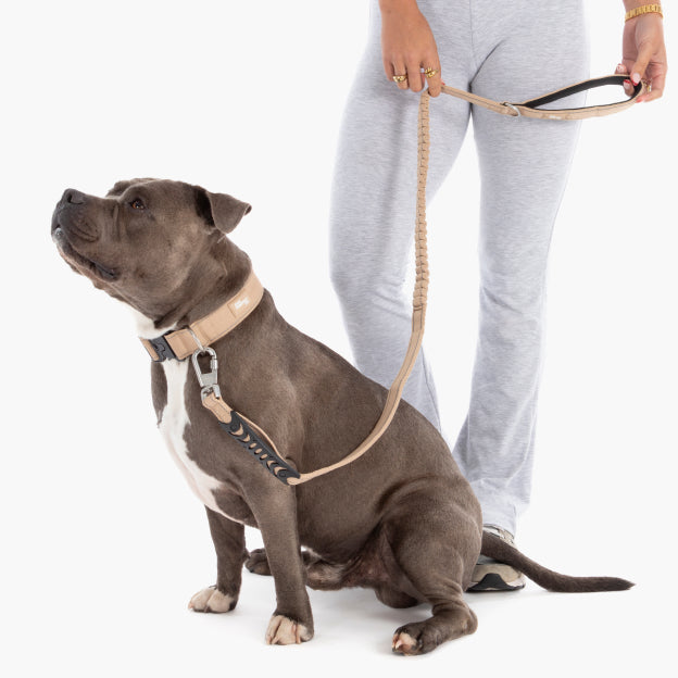 Halsband-Set für Spaziergänge - Braun