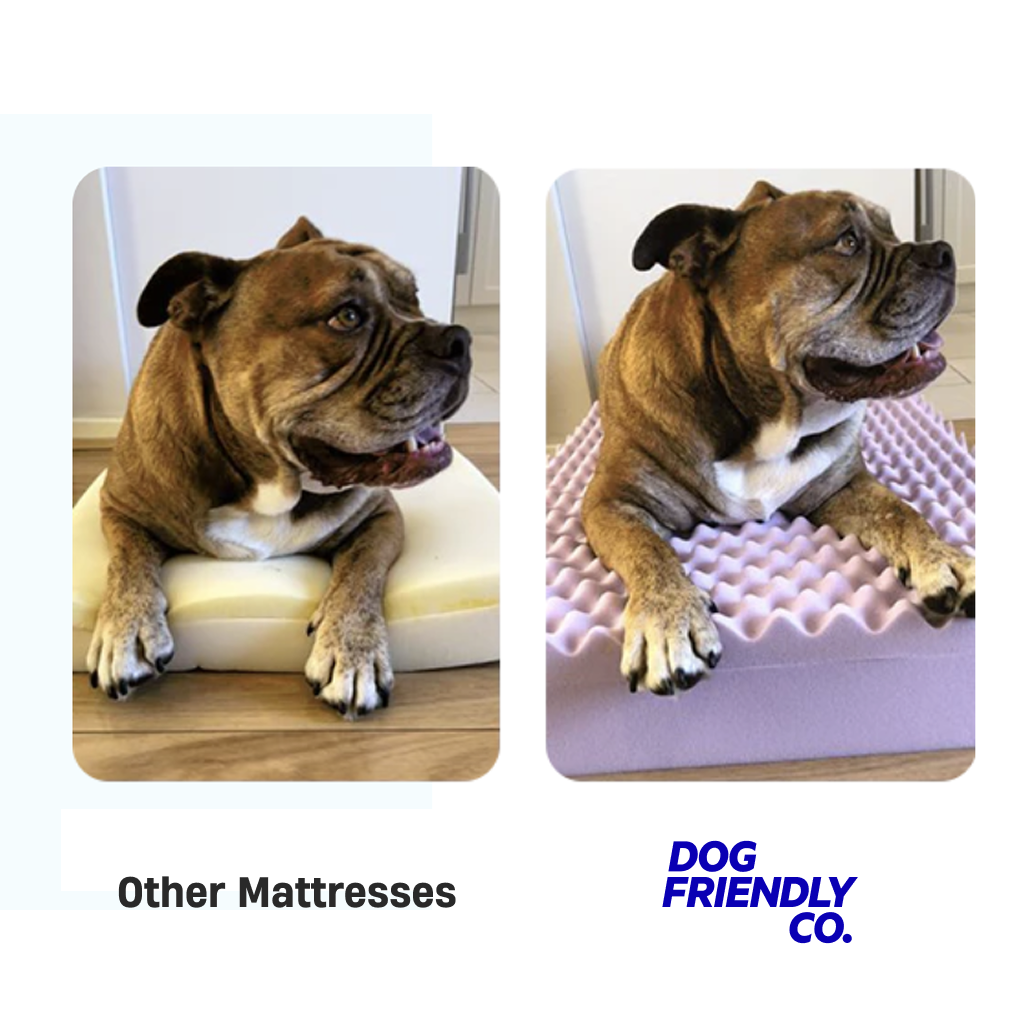 Premium Orthopädisches Memory-Schaum Hundebett - Champagner (Klein)