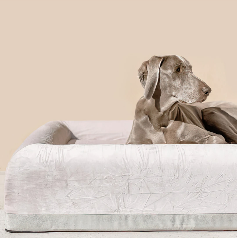 Premium Orthopädisches Memory-Schaum Hundebett - Champagner (Groß)