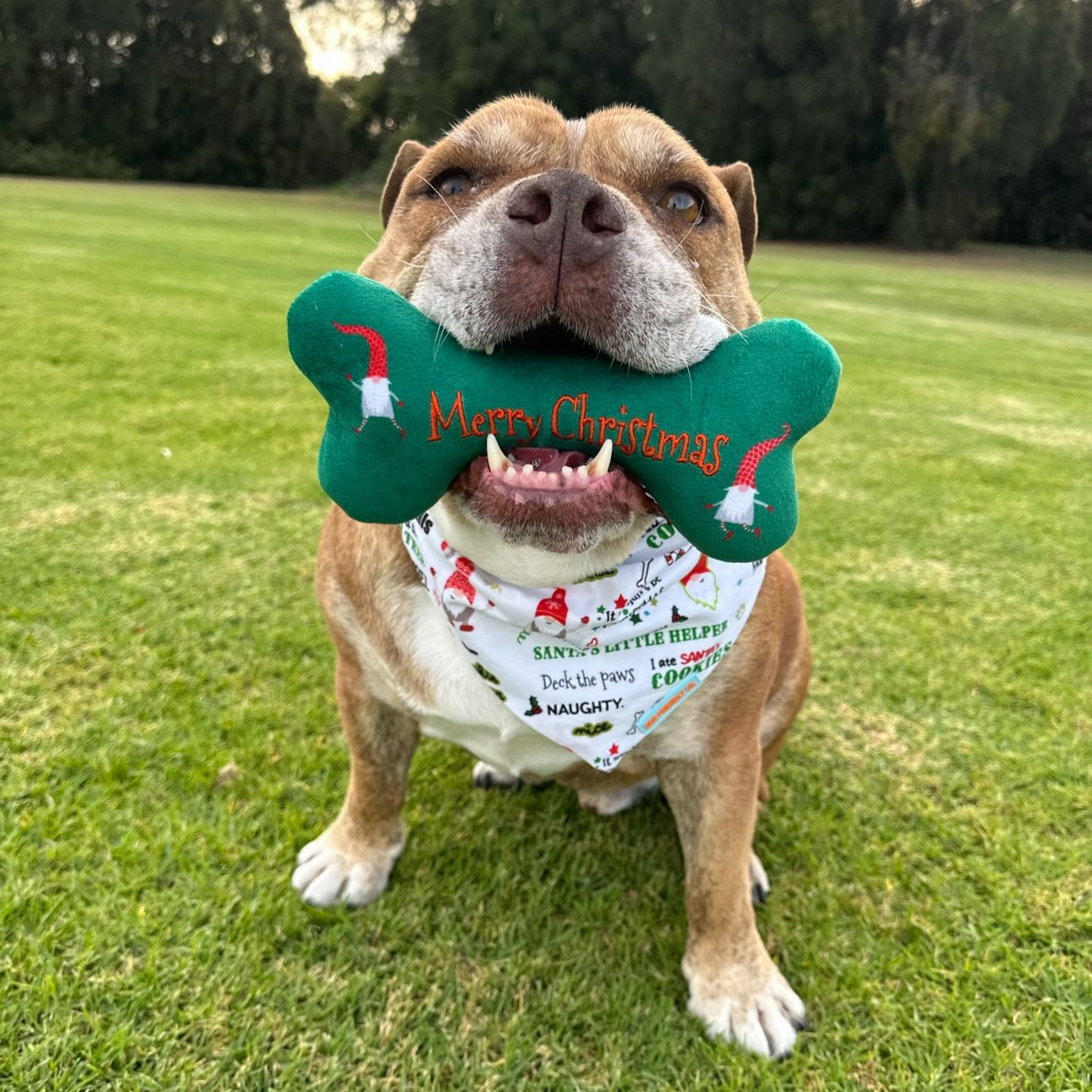 Weihnachtlicher Hundekuscheltier-Spielzeug