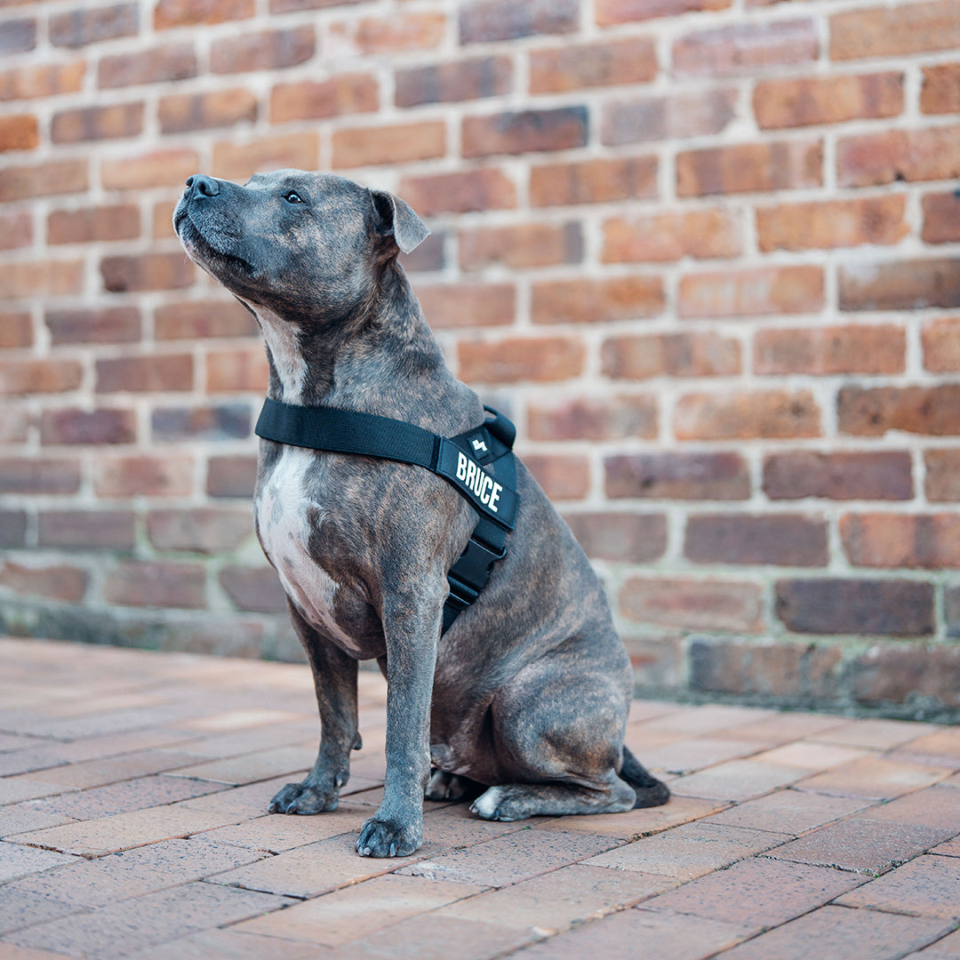 Hundegeschirr - Schwarz