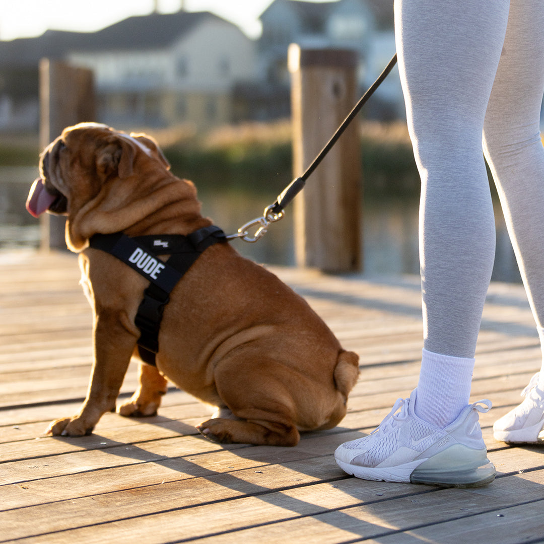 Hundegeschirr - Schwarz
