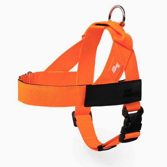 Hundegeschirr - Orange