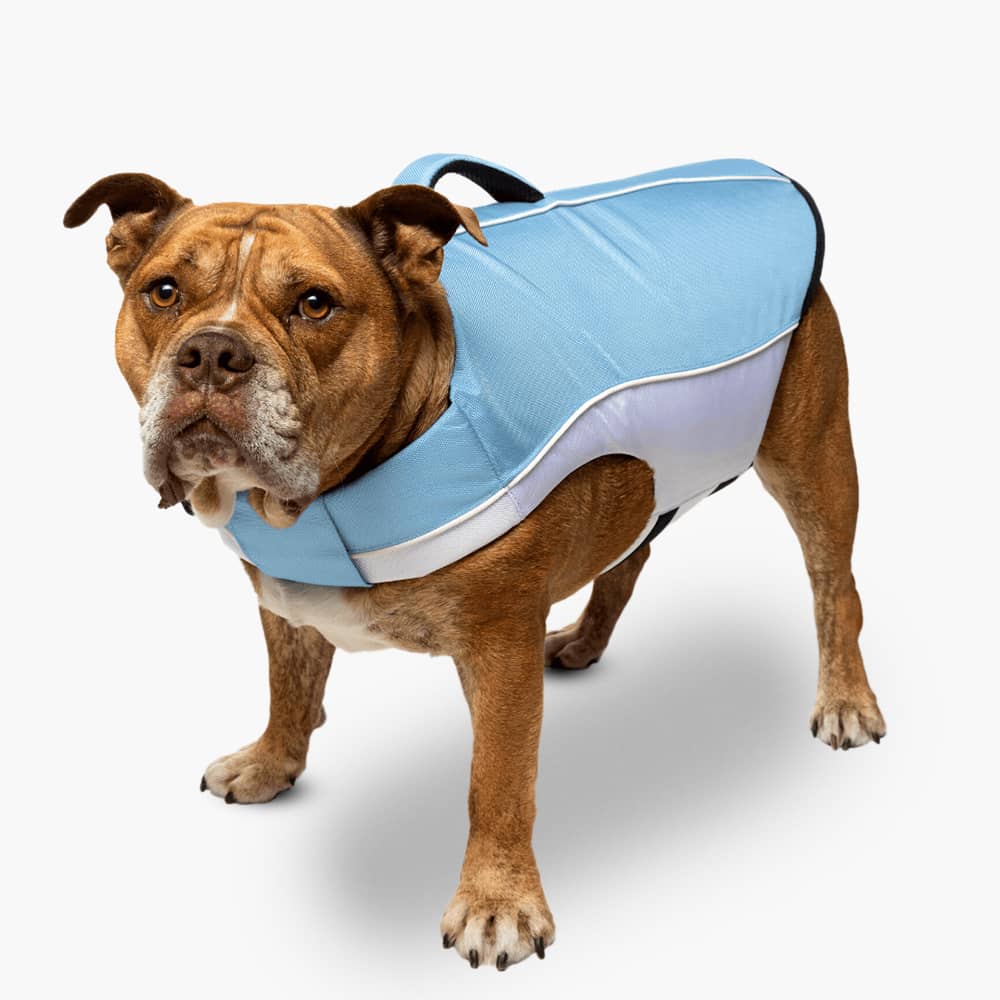 Hund Schwimmweste