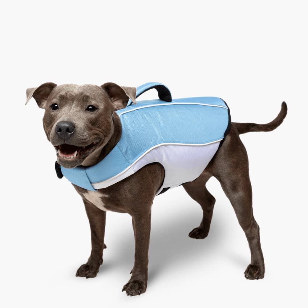 Hund Schwimmweste