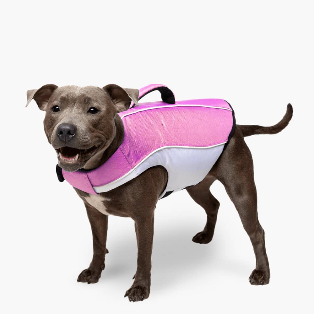 Hund Schwimmweste